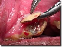 Переломы и трещины зубов - Болезни зубов у животных