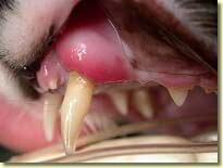  Альвеолярный периодонтит - Болезни зубов у животных